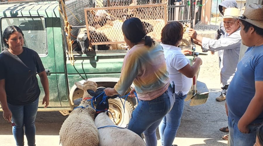 En imagen familias de oaxaca realizan pase de cadena una metodología para compartir animales y maguey entre familias.