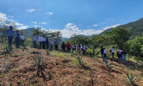 En imagen, platación de maguey en oaxaca