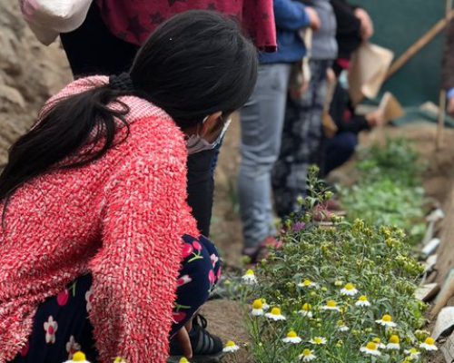 Imagen de niña sentada en el piso, usando un cubrebocas y mirando un plantio de manzanilla y gente formada en una fila para recibir algo.