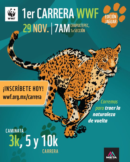 En imagen un dibujo de un jaguar y el texto WWF México invita a participar en la Carrera Panda 2026, Edición Jaguar
